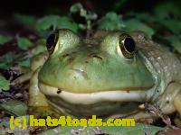 /home//u458753944/public_html/sourcegallery/////////////////////Frogs/Bullfrogs 2020-09 Upper Merion/P9280698.JPG